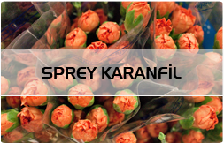 Sprey Karanfil