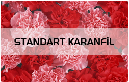 Standart Karanfil