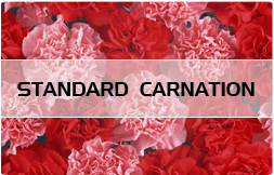 STANDARD CARNATION